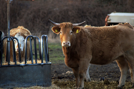 Farm Happy cow in the pastureの写真素材