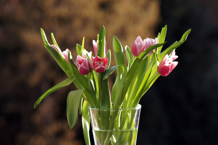 Spring greetings of tulips in vase eyecatcherの写真素材