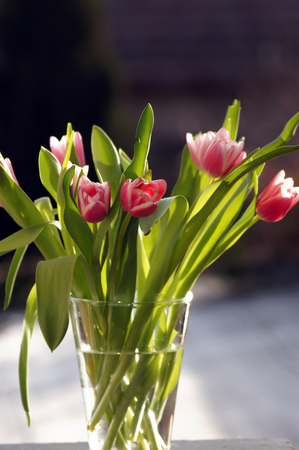 Spring greetings of tulips in vase eyecatcherの写真素材