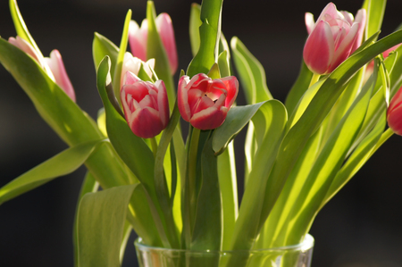 Spring greetings of tulips in vase eyecatcherの写真素材