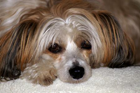 Chinese crested dog naked and with furの写真素材