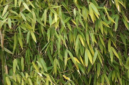 Closeup bamboo as a picture backgroundの写真素材