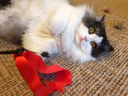 Playing with the cat in the apartmentの写真素材
