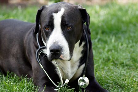 Dog as a vet with stethoscopeの写真素材
