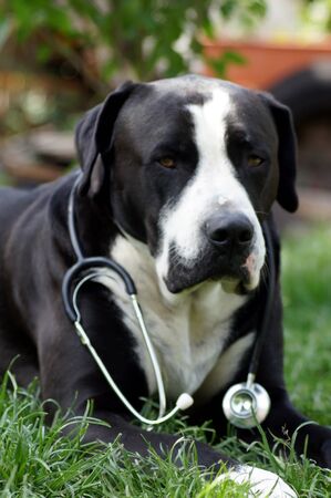 Dog as a vet with stethoscopeの写真素材