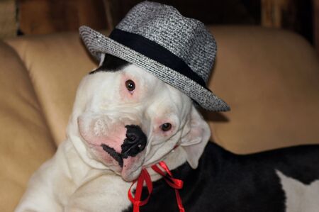 Dog with hat on the sofaの写真素材