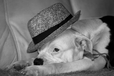Dog with hat on the sofaの写真素材