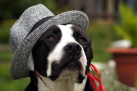 Dog with sun hat on the green meadowの写真素材