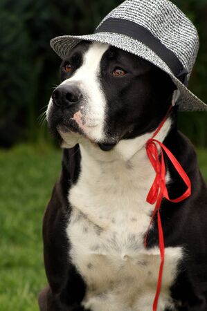 Dog with sun hat on the green meadowの写真素材