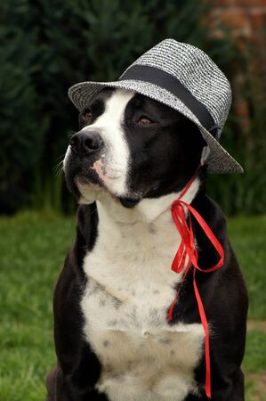 Dog with sun hat on the green meadowの写真素材