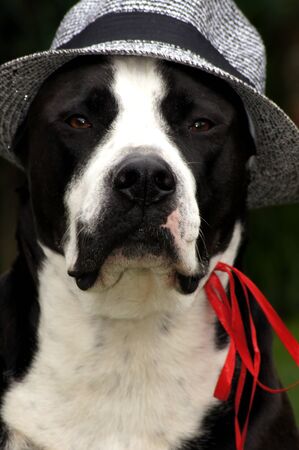 Dog with sun hat on the green meadowの写真素材