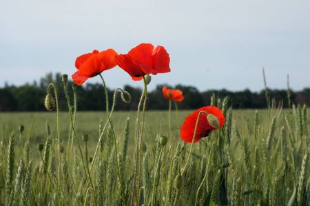 Poppy field Papaver rhoeas a flower paradis for insectsの写真素材