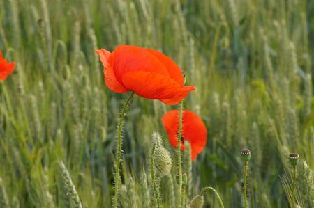 Poppy field Papaver rhoeas a flower paradis for insectsの写真素材