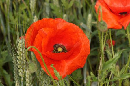 Poppy field Papaver rhoeas a flower paradis for insectsの写真素材