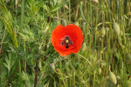 Poppy field Papaver rhoeas a flower paradis for insectsの写真素材