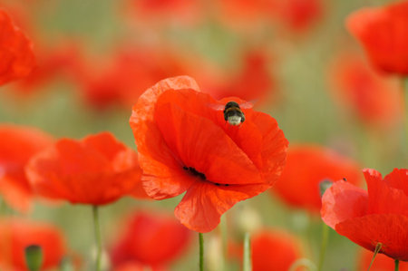 Poppy field Papaver rhoeas a flower paradis for insects