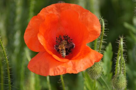 Poppy field Papaver rhoeas a flower paradis for insectsの写真素材
