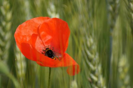 Poppy field Papaver rhoeas a flower paradis for insectsの写真素材