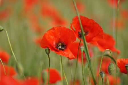 Poppy field Papaver rhoeas a flower paradis for insectsの写真素材