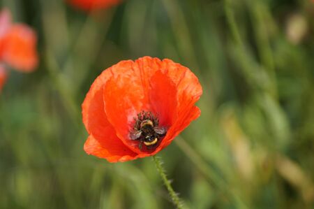 Poppy field Papaver rhoeas a flower paradis for insectsの写真素材