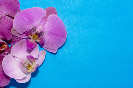 Macro shot. orchid flowers on a blue background.の写真素材