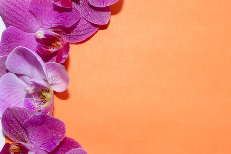 Macro shot. orchid flowers on a orange background.の写真素材