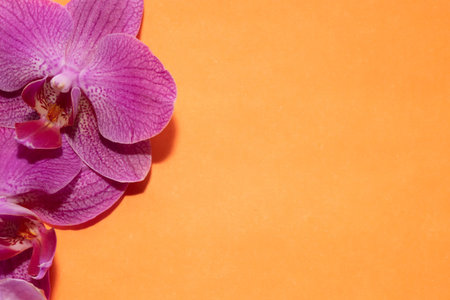 Macro shot. orchid flowers on a orange background.の写真素材