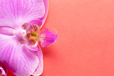 Macro shot. orchid flowers on a red background.の写真素材