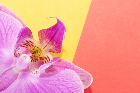 Macro shot. orchid flowers on a yellow-red background.の写真素材
