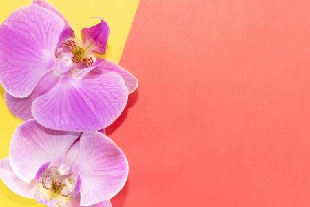 Macro shot. orchid flowers on a yellow-red background.の写真素材