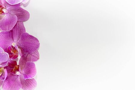 Macro shot. orchid flowers on a white background.の写真素材