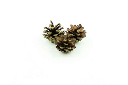 Three brown open pinecone isolated on white background. Front viewの写真素材
