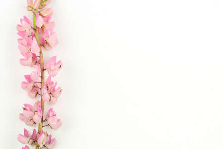 Isolated pink lupine flower on white background. Copyspaceの写真素材
