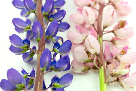 Isolated purple and pink lupine flower on white background. Copyspaceの写真素材