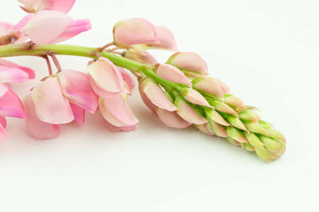Isolated pink lupine flower on white background. Copyspaceの写真素材