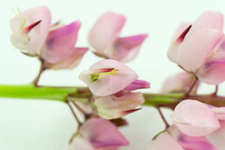 Isolated pink lupine flower on white background. Copyspaceの写真素材