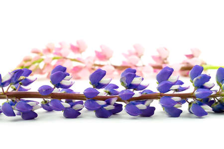 Isolated purple and pink lupine flower on white background. Copyspaceの写真素材