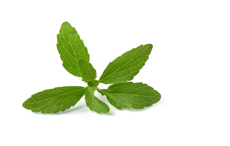 stevia leavesの写真素材