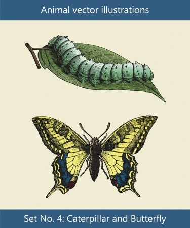 Animal vector illustrations, Caterpillar and Butterflyのイラスト素材