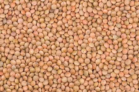 Closeup brown lentils textureの写真素材