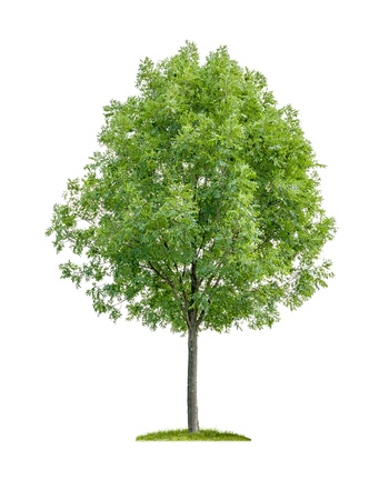 isolated deciduous tree on a white backgroundの写真素材