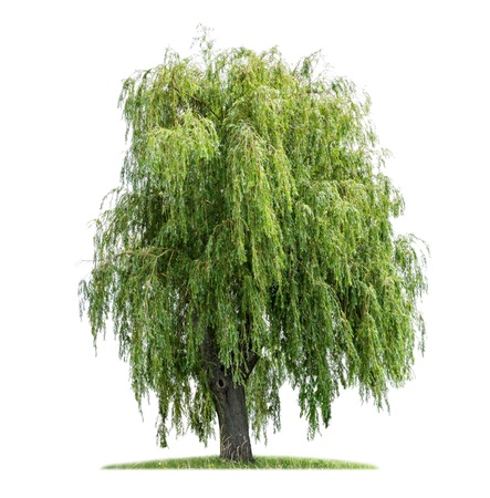 isolated weeping willow on a white backgroundの写真素材