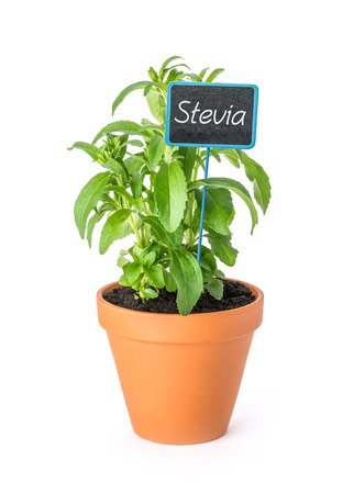 Stevia in a clay pot with a wooden labelの写真素材