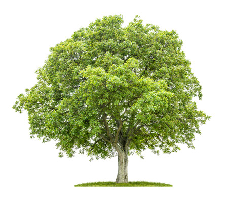 Old walnut tree on a white background