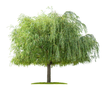 Isolated willow tree on a white backgroundの写真素材
