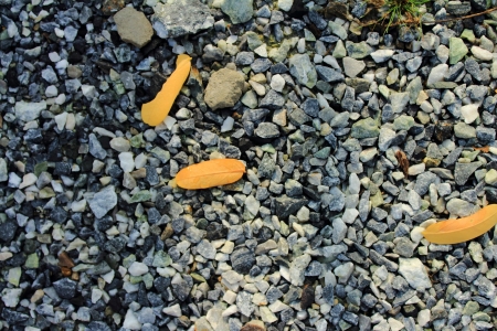 Yellow leaf on Rockの写真素材