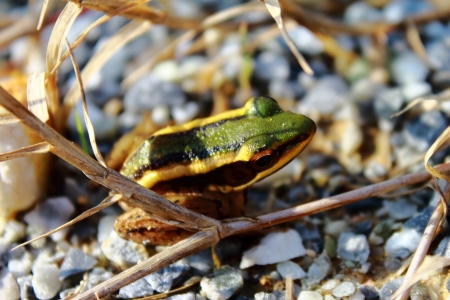 Paddyfield Green Frogの写真素材