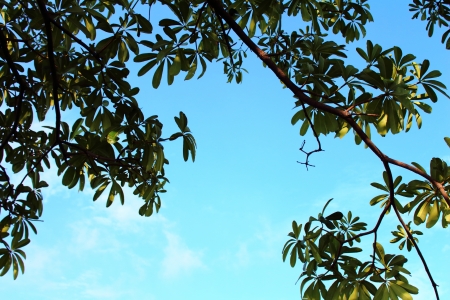 Tree Frameの写真素材