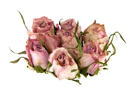 Dead Rosebuds Isolated on Whiteの写真素材