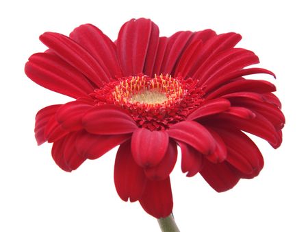 Red Daisy Flower Isolated on Whiteの写真素材